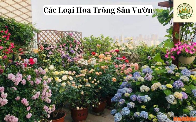 Các Loại Hoa Trồng Sân Vườn