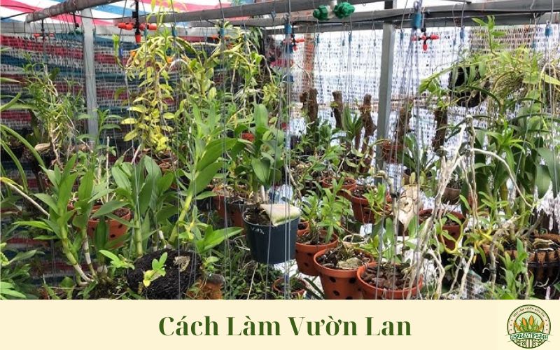 Cách Làm Vườn Lan