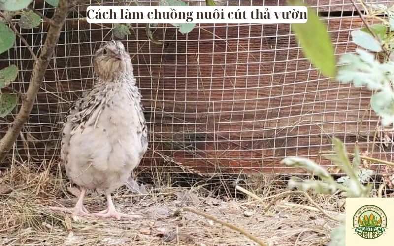 Cách làm chuồng nuôi cút thả vườn