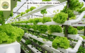 Cách làm vườn thủy canh_