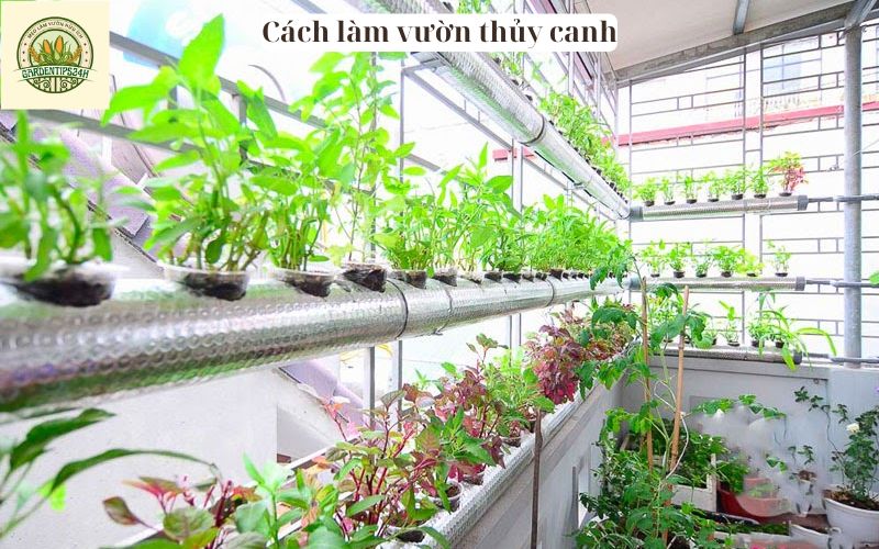 Cách làm vườn thủy canh_