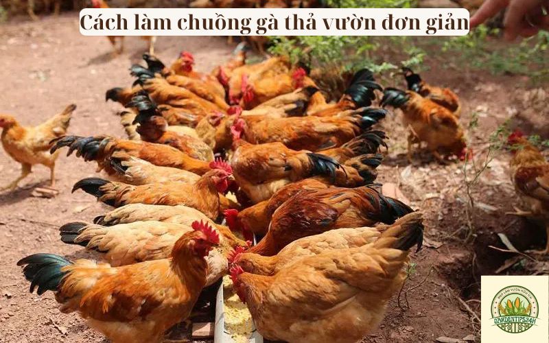 Cách Làm Chuồng Gà Thả Vườn Đơn Giản